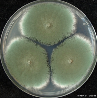 Penicillium roqueforti