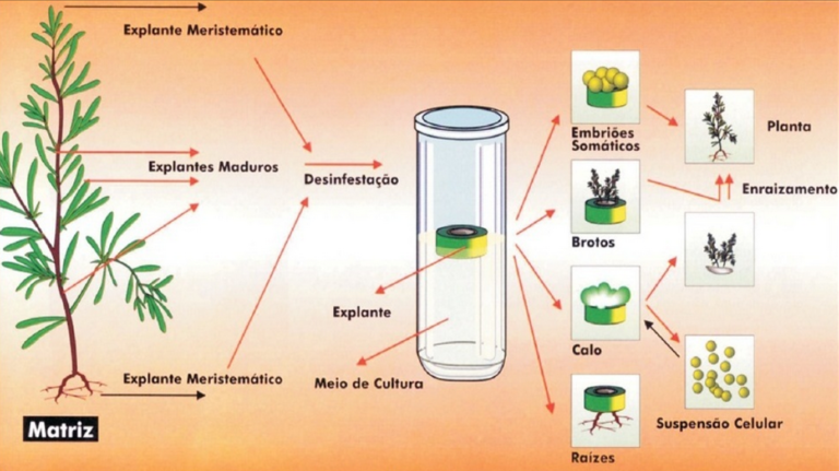 Biotecnologia Vegetal: Como E Por Que Cultivar Plantas In Vitro ...