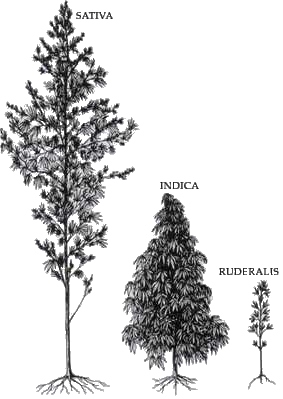 Tamanho relativo das variedades de Cannabis