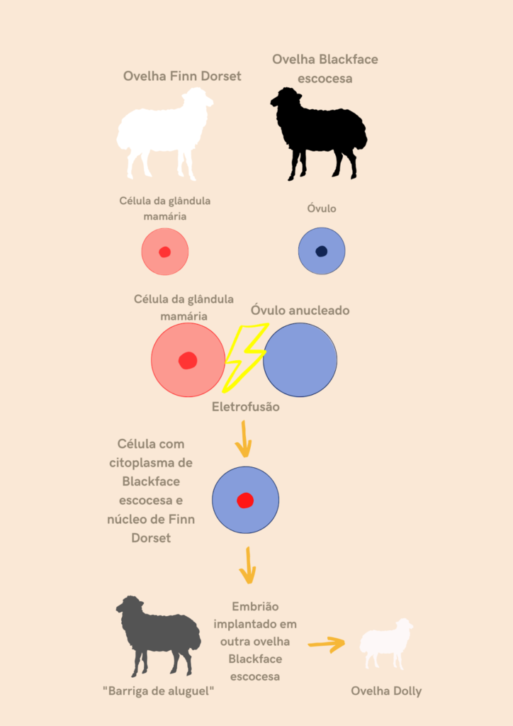 Etapas do processo de clonagem somática para o nascimento da ovelha Dolly