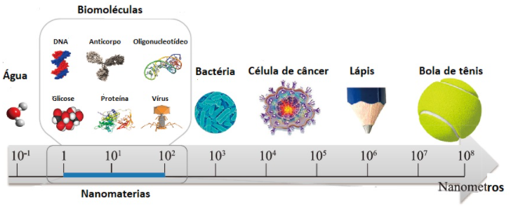 Escala, em nanômetros (nm), comparando o tamanho das biomoléculas