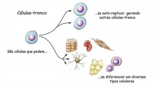 Possíveis destinos das células-tronco