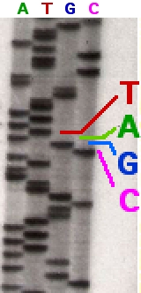 Gel de separação de DNA