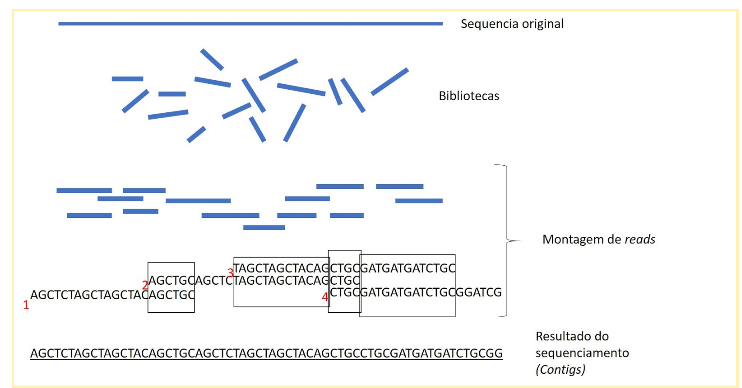 Esquema do sequenciamento de DNA