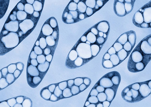 Grânulos de PHA no interior das células bacterianas