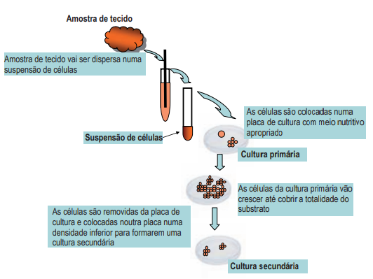 Processo de isolamento de células para cultura