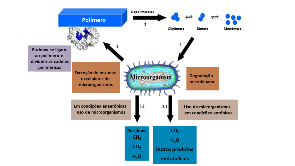 Mecanismo de biodegradação de plásticos bio-based biodegradáveis