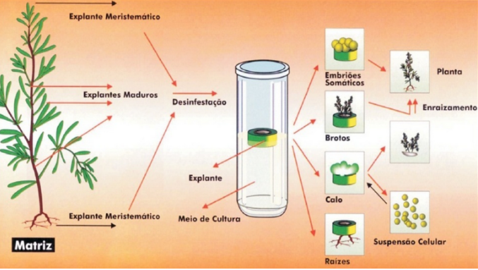 Propagação de plantas em cultura