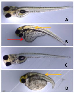 Larva de zebrafish