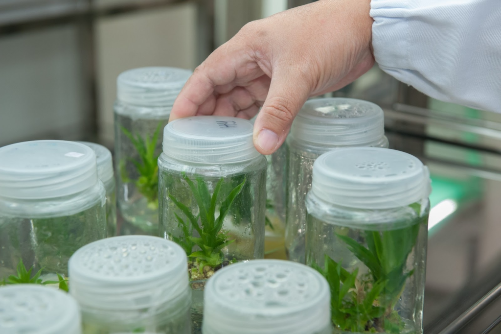 Recipientes de vidro com plantas dentro