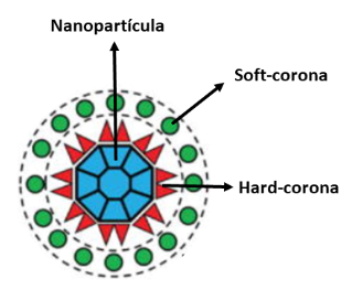 Esquema da hard e da soft corona ao redor de uma nanopartícula